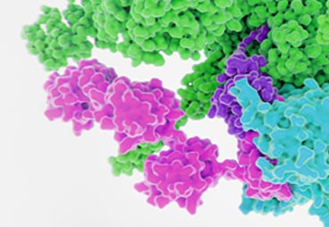 Revolutionary first look into the structural basis of P2X<sub>7</sub> ion channel cytotoxicity