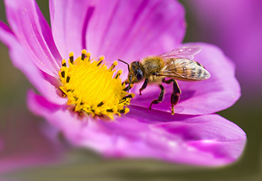 Ridges on the surface of flower petals produce ‘lighted’ effect that helps bees identify flowers