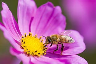 bee, pollination, plant structure, plant reproduction