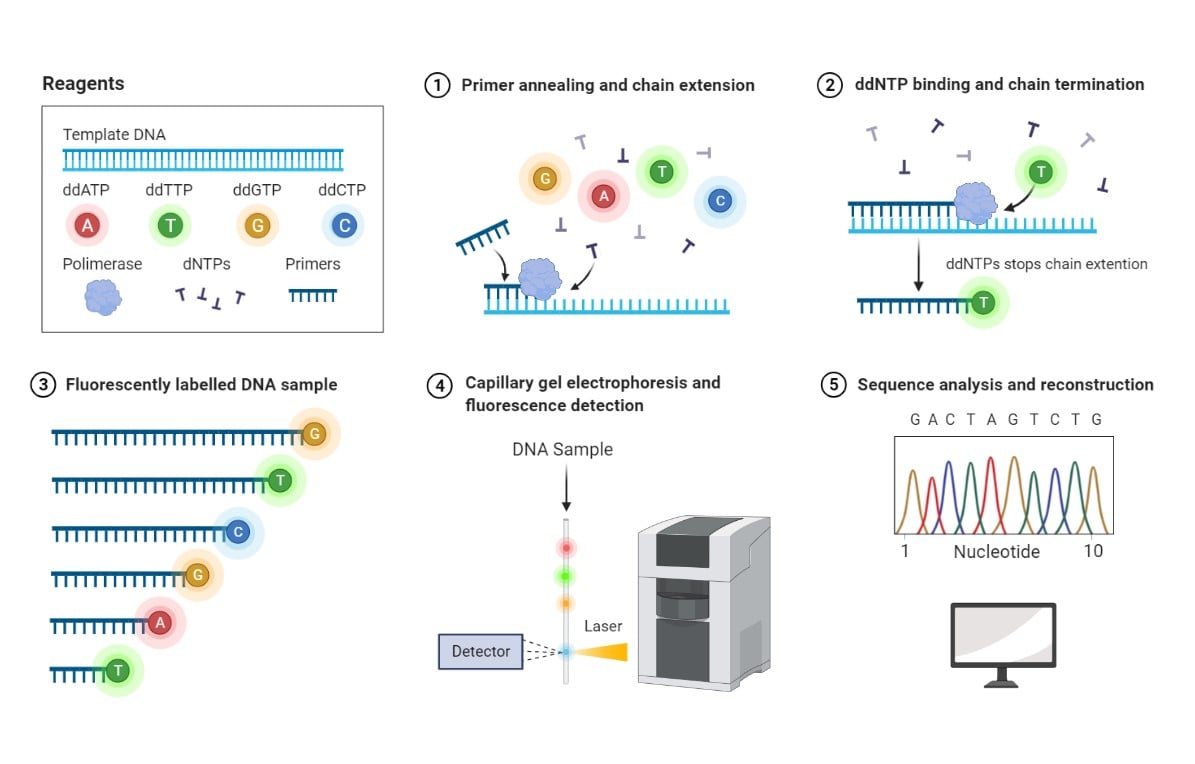 mareridt trussel Døds kæbe Sanger Sequencing vs. Next-Generation Sequencing (NGS) | MolecularCloud