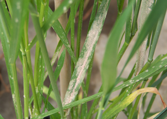 Saving Crops from Powdery Mildew with CRISPR/Cas9 Gene Editing