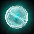cell cycle, cell growth, nucleus, nucleus size, plasma membrane, mRNA, cell division