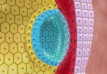 Scientists discover how to reprogram cells to create complex developmental processes and structures