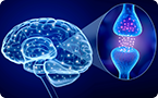 Instincts, brainstem, instinctive behavior