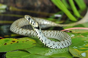 Mechanism Behind Snakes Straight Movements Picture