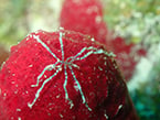 sea spiders, digestive system, circulatory system, heart, blood flow