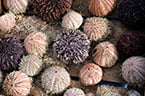 bone formation, bone scaffold, hydroxyapatite, bioceramics, sea urchin spine