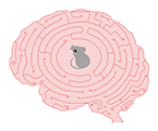 brain, brain plasticity, Arc gene, visual cortex, brain injury