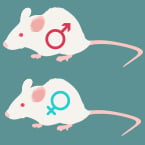 x chromosome, spiny rat, stem cell, sex determination, pluripotent stem cells, fibroblasts, chimeras