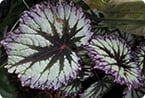 begonia, chloroplasts, photosynthesis, solar energy, iridoplast, nanotechnology