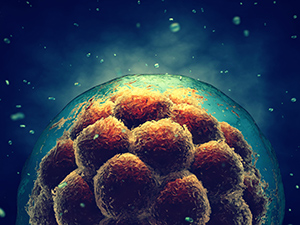Early stage embryo , Stem cell research , Morula