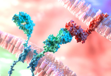 Successful Clinical Results for a Novel CAR-T Cell Therapy: Is the Cure for Advanced Myeloma Patients within Our Reach?