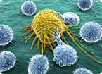 immunity, t cell, sunlight, t cell movement, hydrogen peroxide