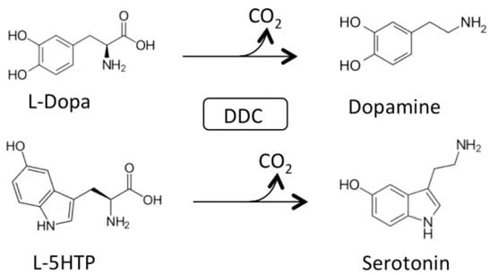 Main physiological reactions of Dopa decarboxylase (DDC)