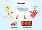 synthetic stem cell, cardiac muscle, stem cell, stem cell therapy, cmmp