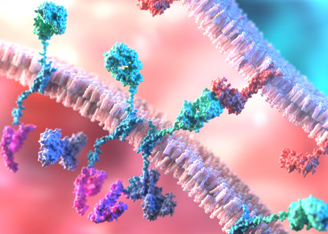 Tackling Tumor Relapse with More Sensitive Engineered T Cells