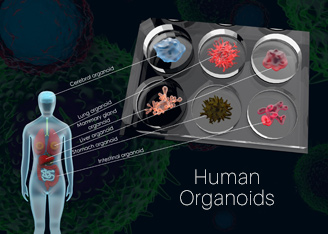 The Future of in vitro Modeling is Organoids