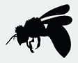 the world's largest bee