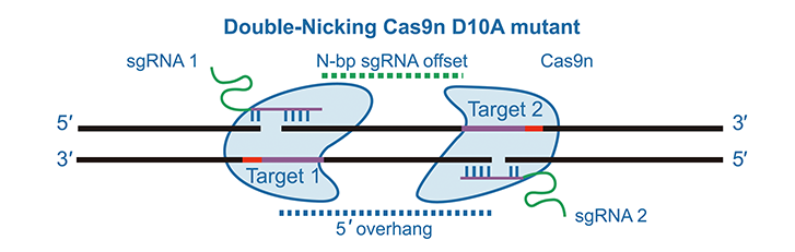 Double-nicking Cas9n D10A mutant