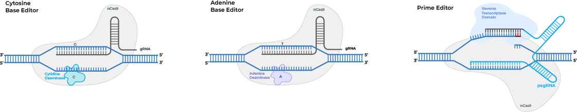 Novel Editing Technologies Without DSBs (Prime Editing/Base Editing)