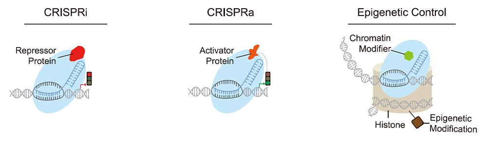 CRISPR Transcriptional Regulation