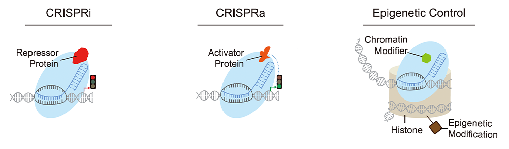 CRISPR Transcriptional Regulation