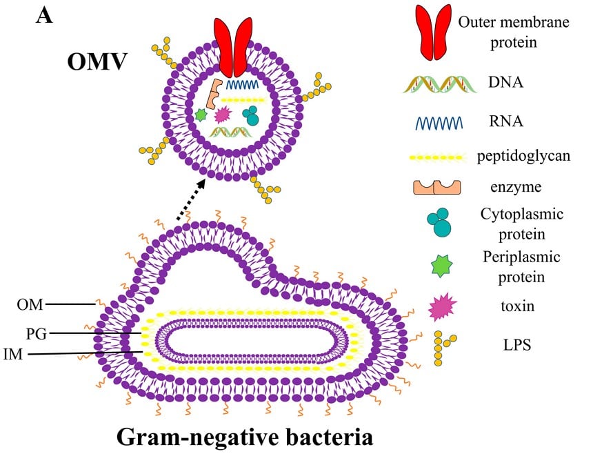 Outer-Membrane Vesicles