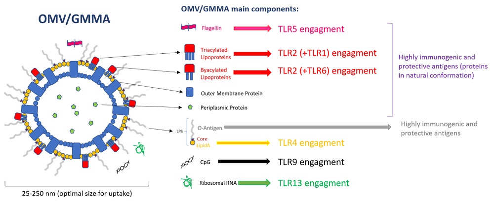 Activation of Toll-like Receptors by OMV components
