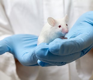 Laboratory mice picture