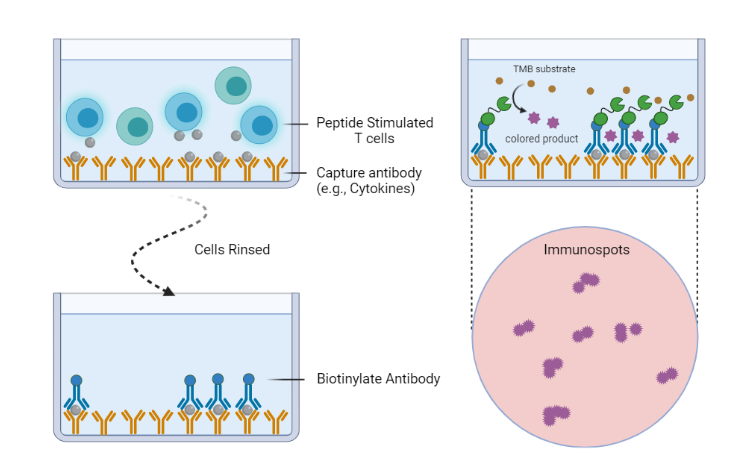 T cell activation assays