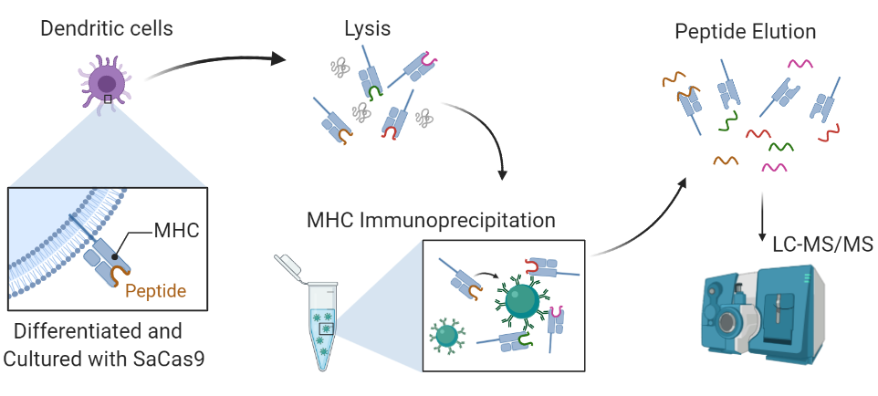 Mass spectrometry (MS)-based MHC associated peptide proteomics (MAPPs) assay