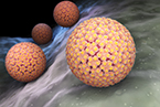 HPV, Cancer, viral infection, genetic mutations, immune system, human papillomavirus