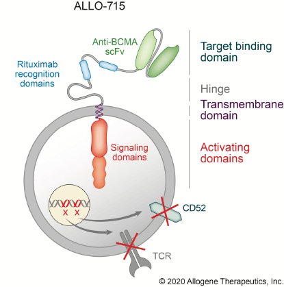 ALLO-316 is an allogeneic CAR-T cell product