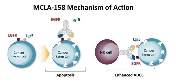 Clinical activity of MCLA-158 (petosemtamab)
