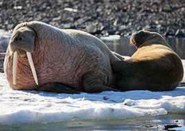 Walruses, Bats, and Humans Cuddle Their Young to Help The Brain Develop