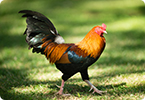 feralisation, domestication, chickens and evolution