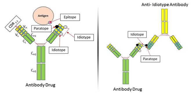 What is idiotype immunology?