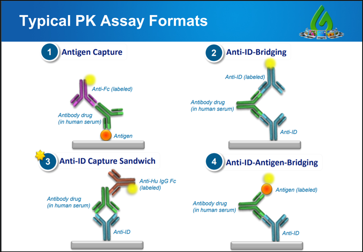 What Is An Anti Idiotypic Antibody