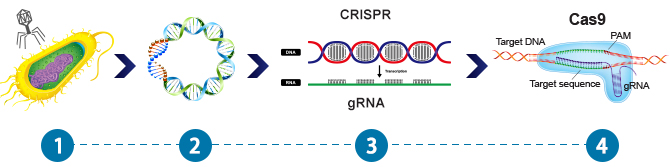 What is CRISPR