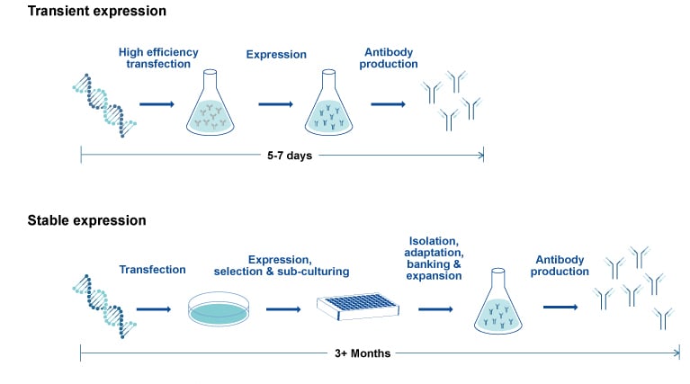 Why Are CHO Cells Critical In Bioprocessing MolecularCloud why-are-cho-cells-critical-in-bioprocessing-molecularcloud