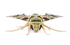 insect expression and recombinant, insect protein expression