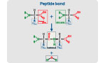 Peptide Synthesis