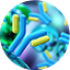 Get your humanized antibody in 6 weeks