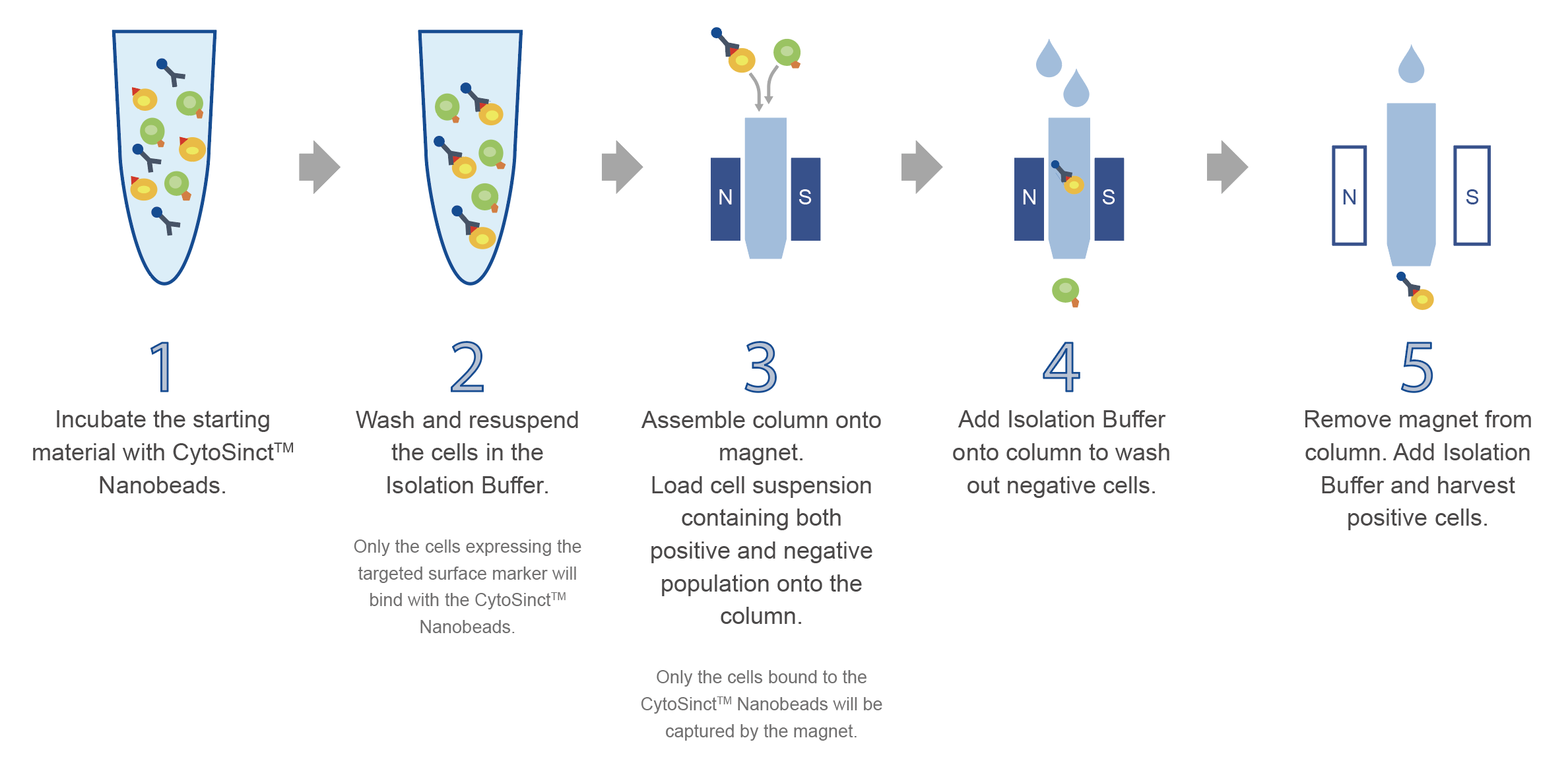cell separation workflow