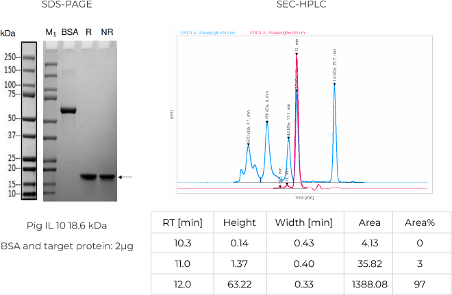 SDS-PAGE and SEC-HPLC