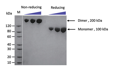 High molecular weight proteins expression