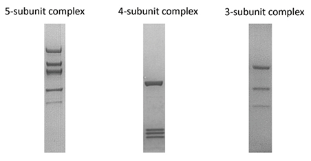 Multi-subunit complex proteins