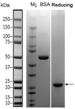 Secretory protein