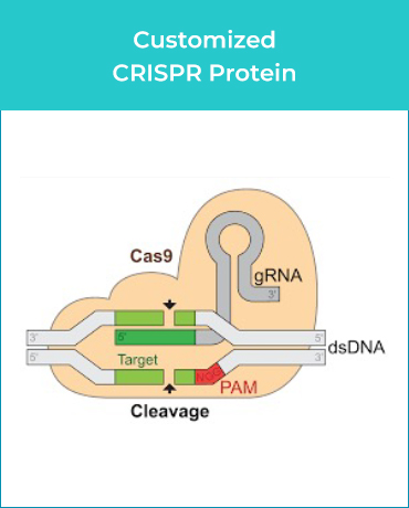 Customized CRISPER Protein