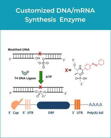 Customized DNA/mRNA Synthesis Enzyme